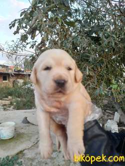 Bebek Yüzlü Golden Retriever Yavrular 2