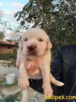 Bebek Yüzlü Golden Retriever Yavrular 5