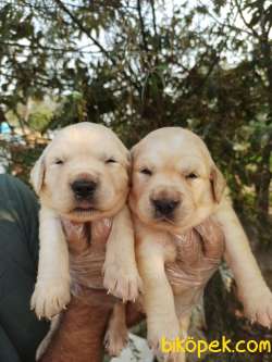 Bebek Yüzlü Golden Retriever Yavrular 2