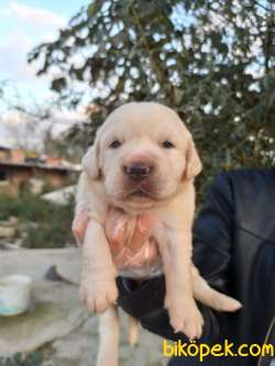 Bebek Yüzlü Golden Retriever Yavrular 3