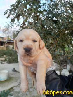 Bebek Yüzlü Golden Retriever Yavrular 4
