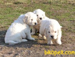 Bebek Yuzlu Golden Yavrularımız 3