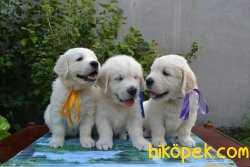 Bebek Yuzlu Golden Yavrularımız 1