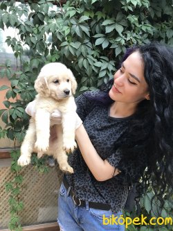 Bebek Yüzlü Golden Yavrularımız Teslime Hazır 1