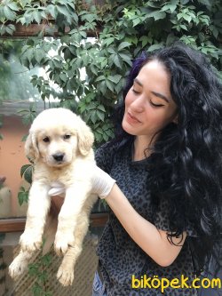 Bebek Yüzlü Golden Yavrularımız Teslime Hazır 2
