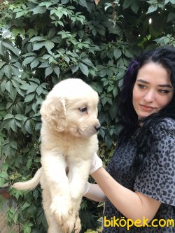 Bebek Yüzlü Golden Yavrularımız Teslime Hazır 4