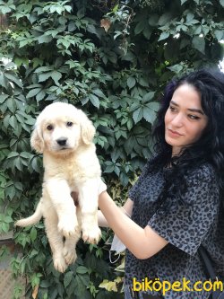 Bebek Yüzlü Golden Yavrularımız Teslime Hazır 3