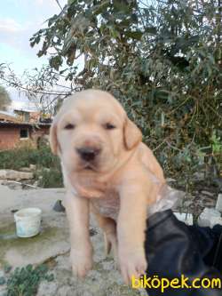 Bebek Yüzlü Irk Garantili Golden Retriever Yavrular 2