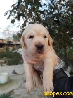 Bebek Yüzlü Irk Garantili Golden Retriever Yavrular 4