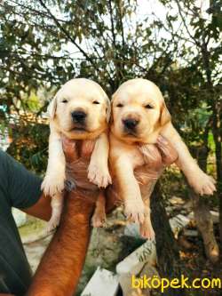 Bebek Yüzlü Irk Garantili Golden Retriever Yavrular 2