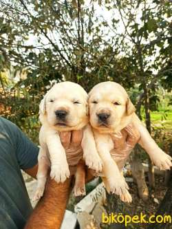 Bebek Yüzlü Irk Garantili Golden Retriever Yavrular 3