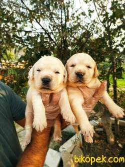 Bebek Yüzlü Irk Garantili Golden Retriever Yavrular 1