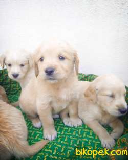Bebek Yüzlü Irk Garantili Golden Retriever Yavrular 3
