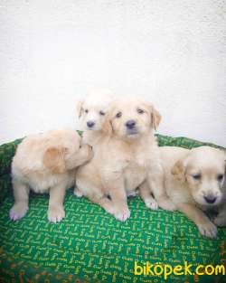 Bebek Yüzlü Irk Garantili Golden Retriever Yavrular 1
