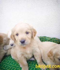 Bebek Yüzlü Irk Garantili Golden Retriever Yavrular 2