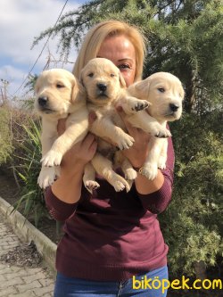 Bebek Yüzlü Küt Burunlu Golden Retriever Yavrularımız 5