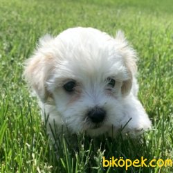 BEBEK YÜZLÜ MALTESE TERRİER 2