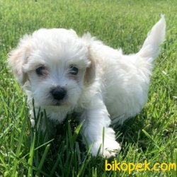 BEBEK YÜZLÜ MALTESE TERRİER 3