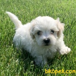 BEBEK YÜZLÜ MALTESE TERRİER 1