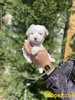 BEBEK YÜZLÜ MALTESE TERRİER YAVRULAR 2