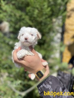 BEBEK YÜZLÜ MALTESE TERRİER YAVRULAR 1