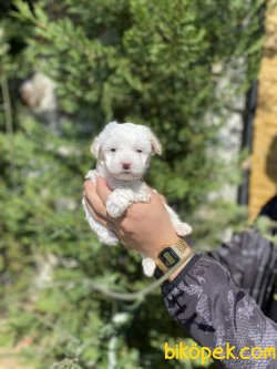 BEBEK YÜZLÜ MALTESE TERRİER YAVRULAR 3