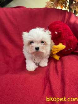 Bebek Yuzlu Maltese Terrier Yavrularimiz 3