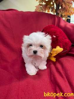 Bebek Yuzlu Maltese Terrier Yavrularimiz 1