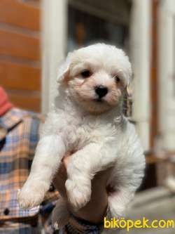Bebek Yüzlü Maltese Yavrumuz 3