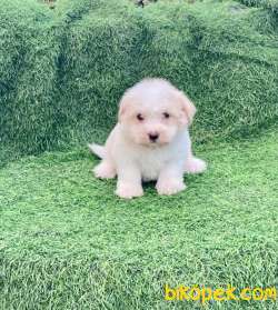 Bebek Yüzlü Maltipoo Oğlum Marco Cantare 3