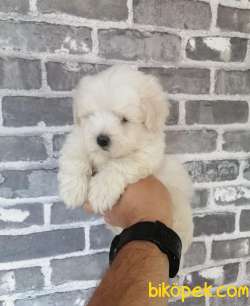 Bebek Yüzlü Maltipoo Oğlum Marco Cantare 1