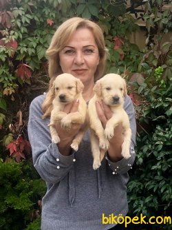 Bebek Yüzlü Mükemmel Golden Retriever Yavrularımız 2