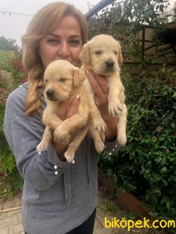 Bebek Yüzlü Mükemmel Golden Retriever Yavrularımız 5