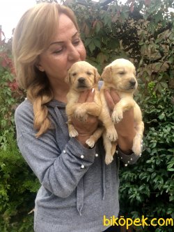 Bebek Yüzlü Mükemmel Golden Retriever Yavrularımız 1