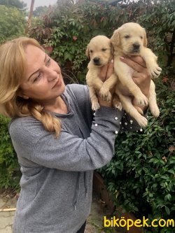 Bebek Yüzlü Mükemmel Golden Retriever Yavrularımız 4