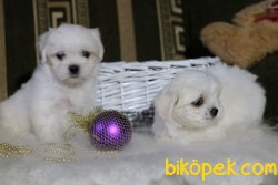 Bebek Yüzlü Orjinal Maltese Terrier Bebeklerimiz 1