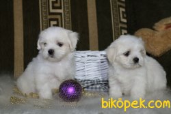 Bebek Yüzlü Orjinal Maltese Terrier Bebeklerimiz 2