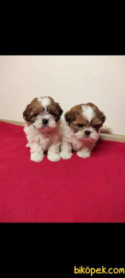 Bebek Yüzlü Orjinal Teacup Shihtzu Yavrumuz 3