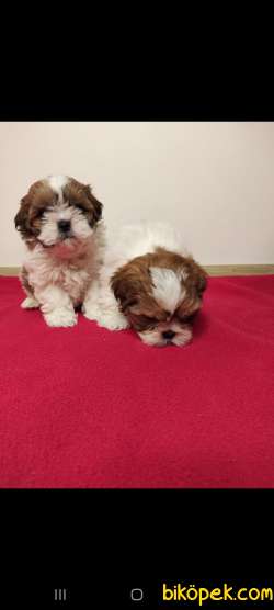 Bebek Yüzlü Orjinal Teacup Shihtzu Yavrumuz 2