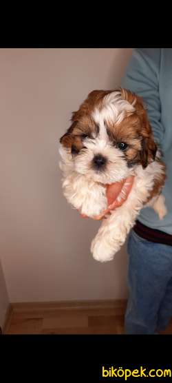 Bebek Yüzlü Orjinal Teacup Shihtzu Yavrumuz 5
