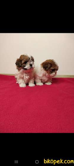 Bebek Yüzlü Orjinal Teacup Shihtzu Yavrumuz 1