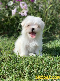 Bebek Yüzlü Özel Üretim Maltese Terrier Bebeklerimiz 3