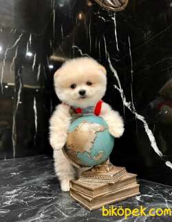 Bebek Yüzlü Pomeranian BOO Yavrularımız 3