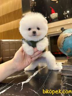 Bebek Yüzlü Pomeranian BOO Yavrularımız 2