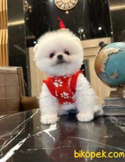 Bebek Yüzlü Pomeranian BOO Yavrularımız 4