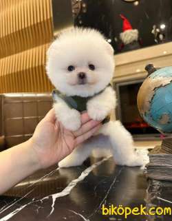 Bebek Yüzlü Pomeranian BOO Yavrularımız 5