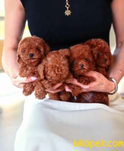 Bebek Yüzlü Poodle Yavrular 4