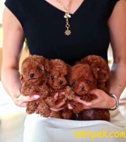 Bebek Yüzlü Poodle Yavrular 2