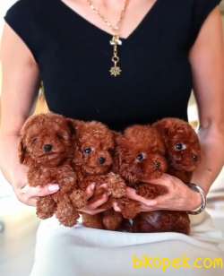 Bebek Yüzlü Poodle Yavrular 3