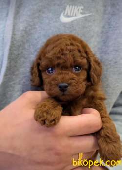 Bebek Yüzlü Toy Poodle Yavrular 1